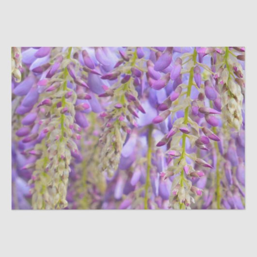 Papier Mousseline Wisteria Violet Floral Blossom Tree Violet (Recto)