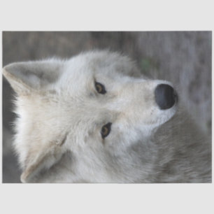 Papier Mousseline Wolf_015