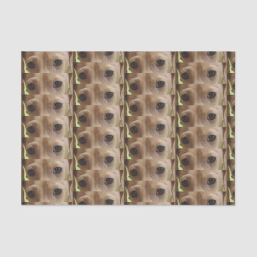 Papier Mousseline yeux crème dachshund (Recto)