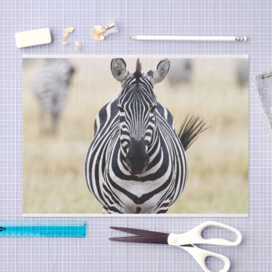 Papier Mousseline Zebra vous regarde (Artisanat)