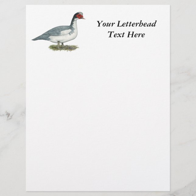 Papier Muscovy Blue Pied Drake (Devant)