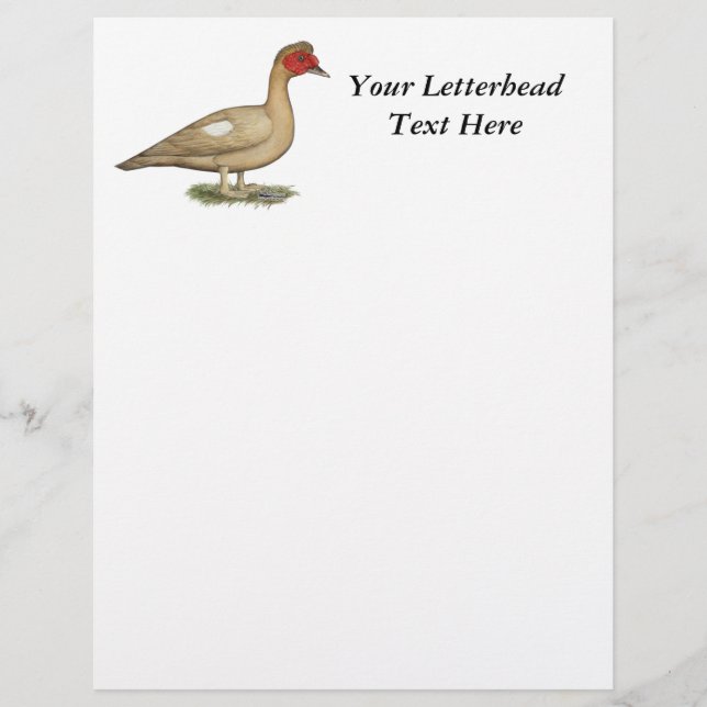 Papier Muscovy light chocolate drake (Devant)