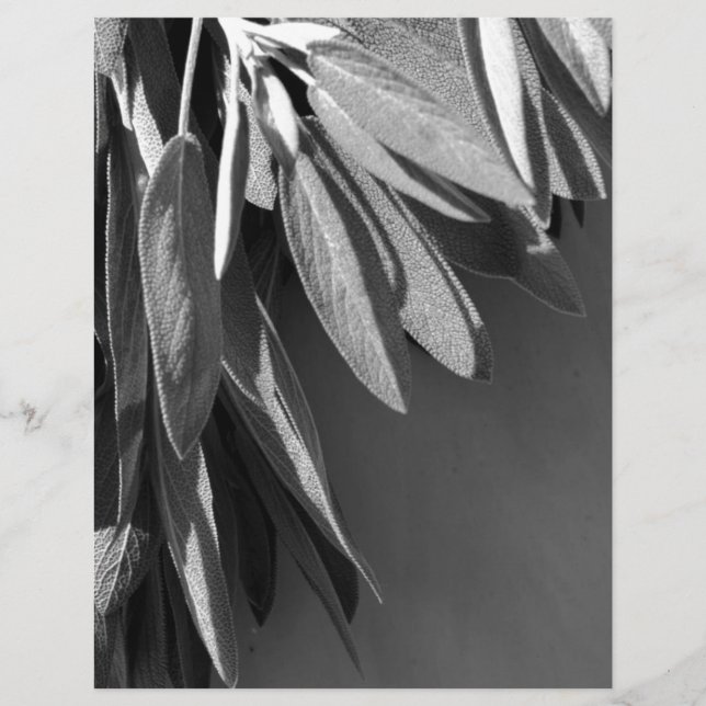 Papier Niveaux de gris fraichement coupés (Devant)