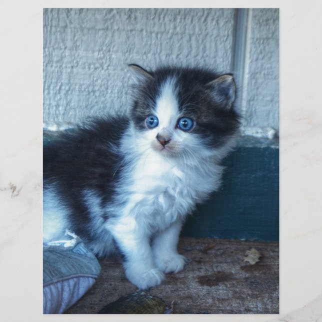 Papier Noir + Kitten blanc (Devant)