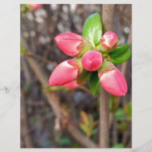Papier nouveaux bourgeons rouges