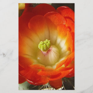 Papier Orange-Cactus