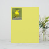 Papier Orchard Oriole - Photo originale (Debout devant)