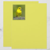 Papier Orchard Oriole - Photo originale (Devant / Derrière)