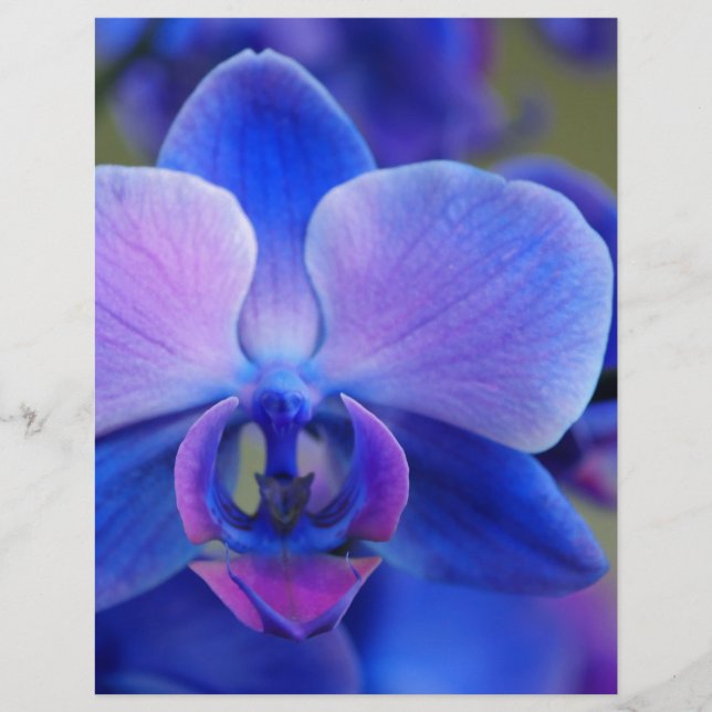 Papier Orchidée bleue et rose (Devant)