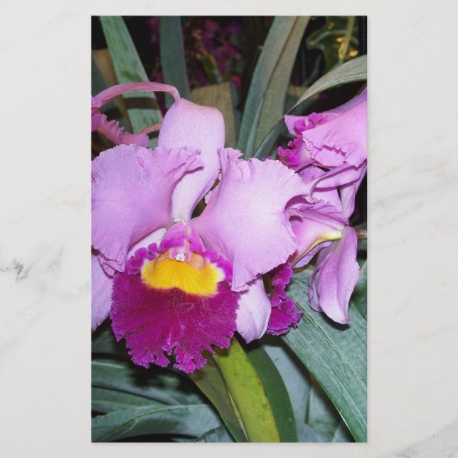 Papier Orchidée violette (Devant)