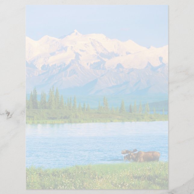 Papier Orignal dans le lac Wonder (Devant)