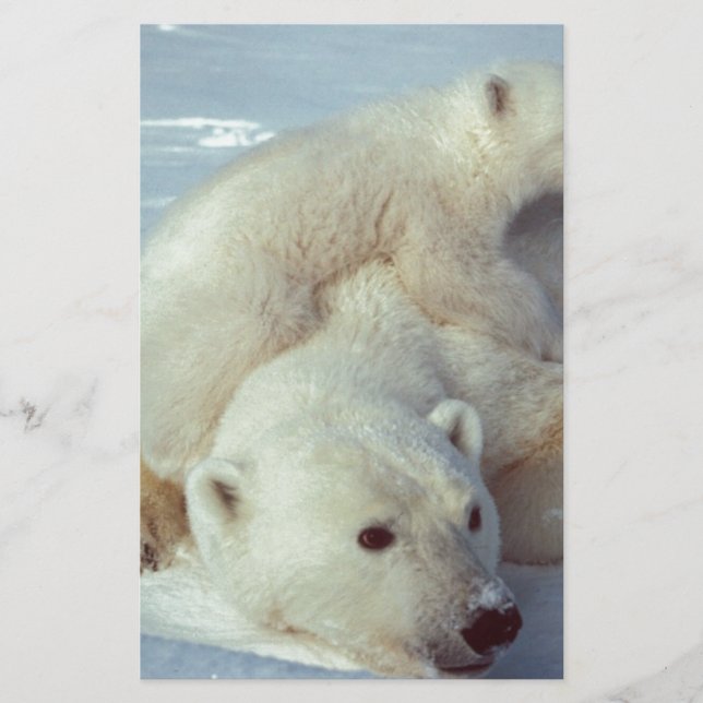 Papier Ours polaire (Devant)