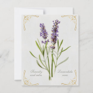 Papier Painted Lavandula Vera Serenity et Calm