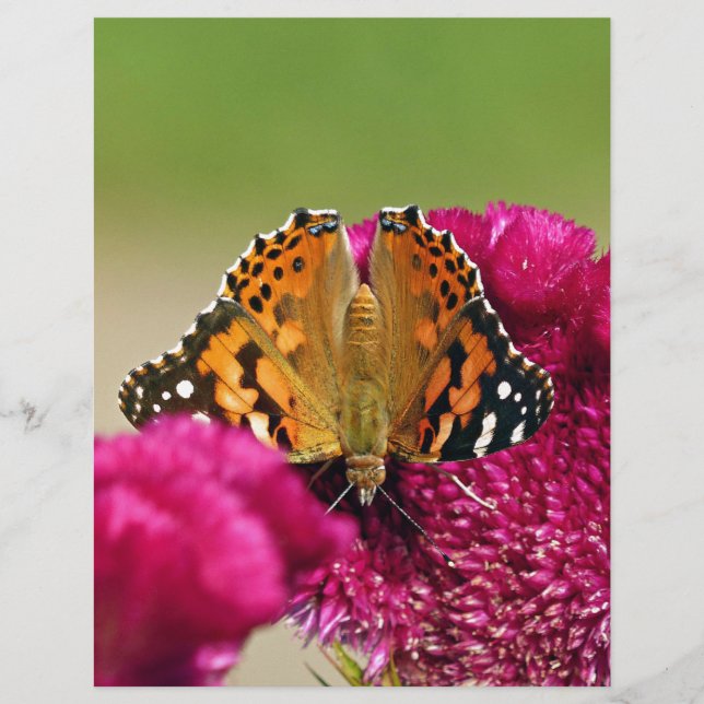 Papier Papillon de la Dame peinte (Devant)
