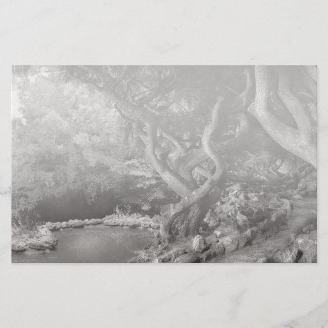 Papier Paysage - La forêt interdite (Devant)