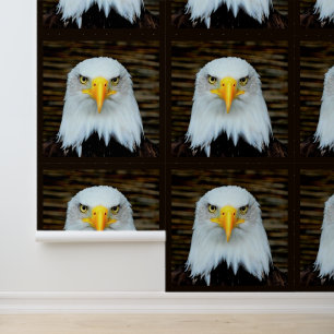 Papier Peint Aigle à tête blanche américaine