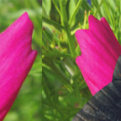 Papier Peint fleur d'aster mexicain avec une Doris Longwing (Couture)