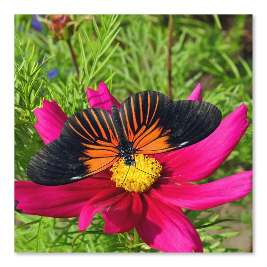 Papier Peint fleur d'aster mexicain avec une Doris Longwing (Recto)