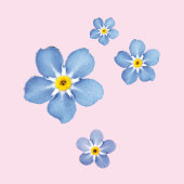 Papier Peint Fleurs de myosotis aquarelle bleue - rose