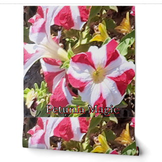 Papier peint floral à pétunias rouges et blancs –