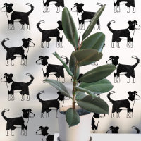 Motif de chien Border Collie gallois