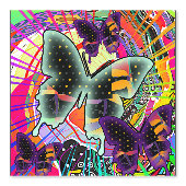 Papier Peint Papillons à gogo (Recto)