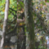 Papier Peint river (Couture)