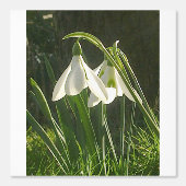 Papier peint Sunlit Snowdrops (Recto)