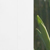 Papier peint Sunlit Snowdrops (Couture)