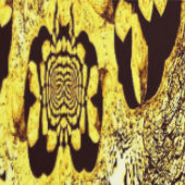 Papier Peint Wallpaper - Saffron Swirl & Midnight Whispers (Couture)