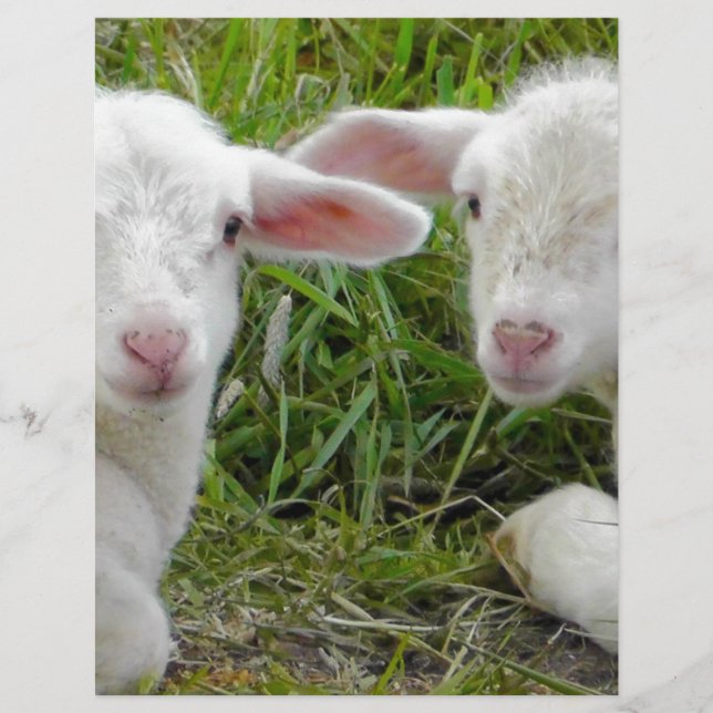 Papier Pensée animale de bébé jumeau d'agneau à vous (Devant)