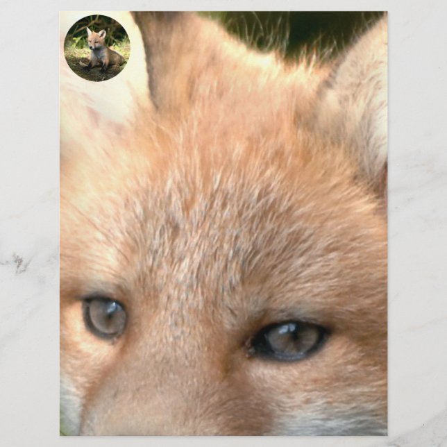 Papier Petit renard rouge cub (Devant)