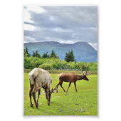 Papier photo 4x6 (satin) de wapiti (Devant)