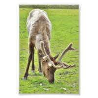 Papier photo 4x6 (satin) de wapiti