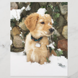 Papier Photo Cute Puppy