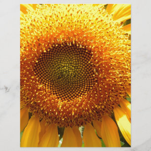 Papier Photo de grand tournesol jaune mammouth
