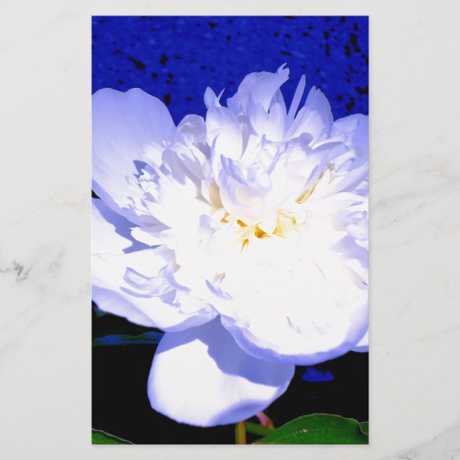 Papier Photo Peony blanc et violet (Devant)
