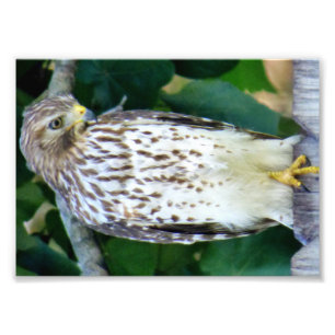 Papier photo professionnel Kodak 7x5 (satin)