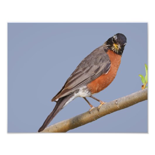 Papier photo professionnel Kodak de 14 po x 11 po  (Devant)