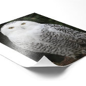 Papier photo professionnel Kodak (Satin) (Coin)