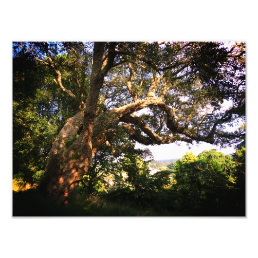 Papier photo professionnel Old Tree Kodak (Satin) (Devant)