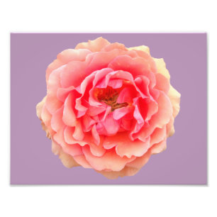 Papier photo professionnel Pinky Kodak (Satin)