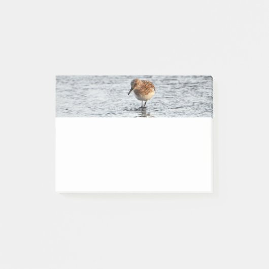 Papier photo Sandpiper Bird 4x3 Post-it Notes (Devant)