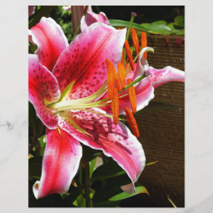 Papier Photographie de Stargazer Lily