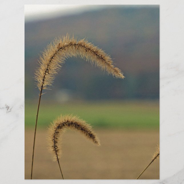 Papier Pierres de semences de graminées (Devant)