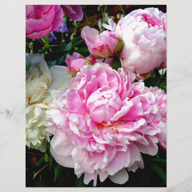 Papier Pies roses et blanches (Devant)