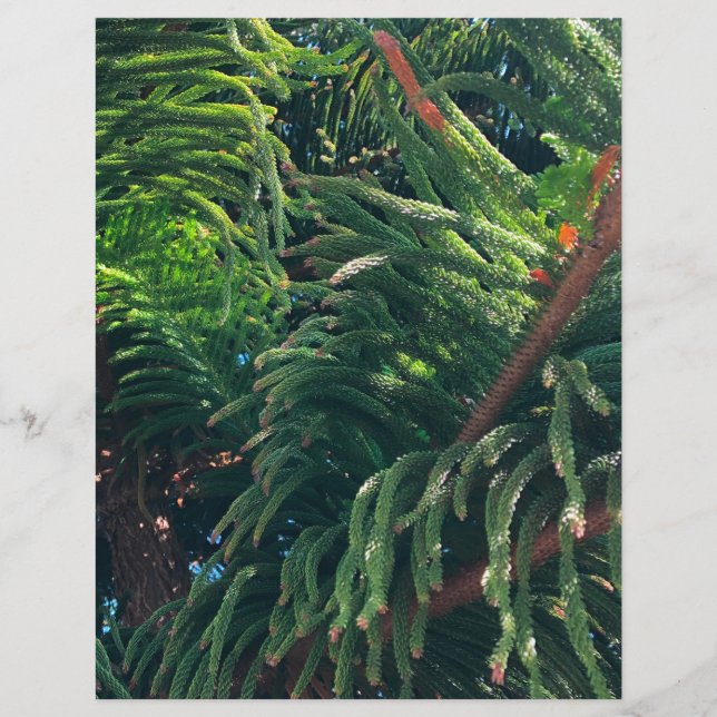 Papier Pine de Norfolk Island (Devant)