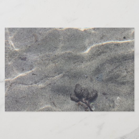 Papier Pinecones dans l'eau (Devant)