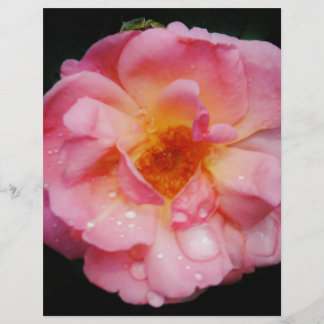 Papier Pink Rose w/ Dew Drops Black Background