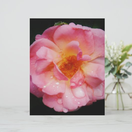Papier Pink Rose w/ Dew Drops Black Background (Debout devant)